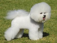 Bichon Frise thumbnail
